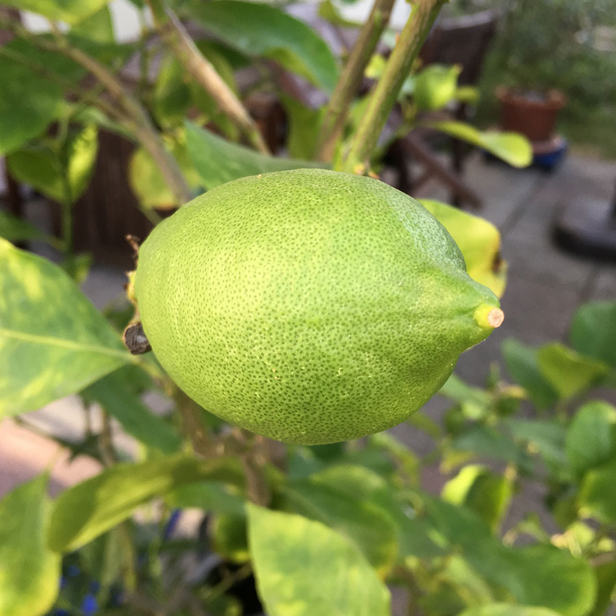 Zitronenfrucht am Baum